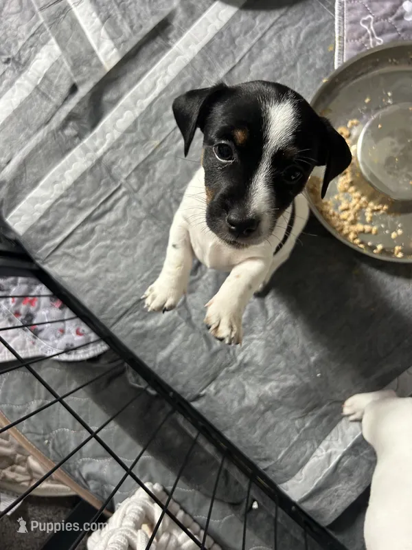 Watson  – Jack Russell Terrier puppy for sale in Rising Sun, MD