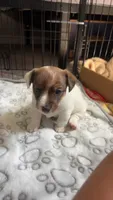 Sherlock, a male Jack Russell Terrier for sale in Rising Sun, MD – 6 of 9