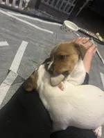 Sherlock, a male Jack Russell Terrier for sale in Rising Sun, MD – 8 of 9