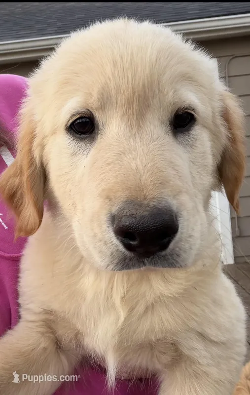 Gus – Golden Retriever, Poodle - Standard  puppy for sale in Pratt, KS