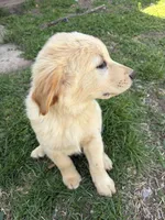 Gus, a male Golden Retriever and Poodle - Standard  for sale in Pratt, KS – Photo 3 of 4