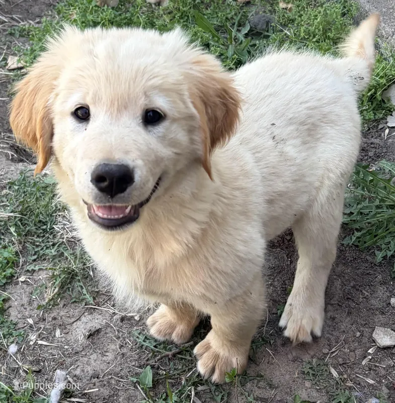 Gus – Golden Retriever, Poodle - Standard  puppy for sale in Pratt, KS
