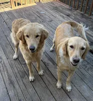 Gus, a male Golden Retriever and Poodle - Standard  for sale in Pratt, KS – Photo 4 of 4