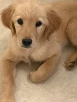 Honey, a female Golden Retriever for sale in Goddard, KS – Photo 3 of 4
