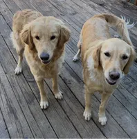 Honey, a female Golden Retriever for sale in Goddard, KS – Photo 4 of 4