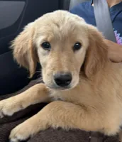 Honey, a female Golden Retriever for sale in Goddard, KS – Photo 2 of 4