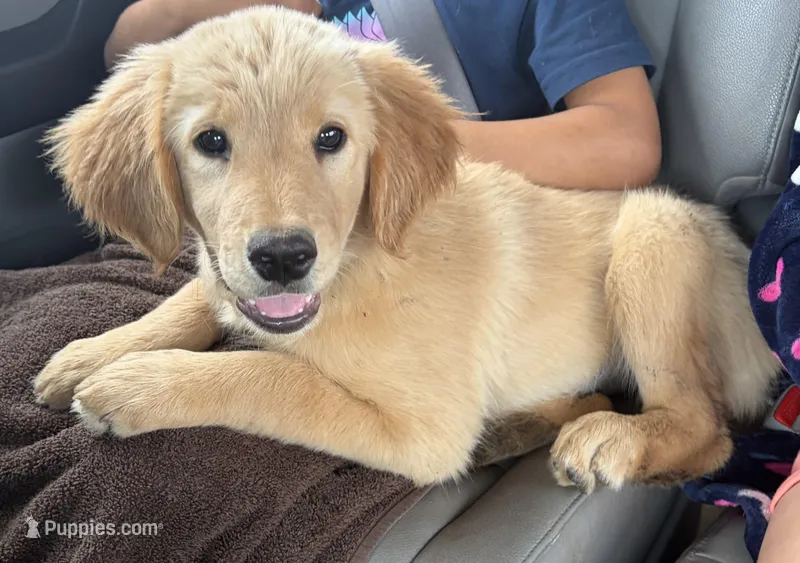 Honey – Golden Retriever puppy for sale in Goddard, KS