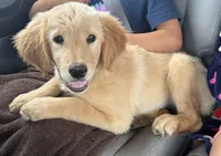 Honey, a female Golden Retriever for sale in Goddard, KS – Photo 1 of 4