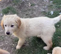 Cooper, a male Golden Retriever for sale in Pratt, KS – Photo 2 of 3