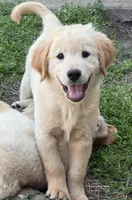 Cooper, a male Golden Retriever for sale in Pratt, KS – Photo 1 of 3