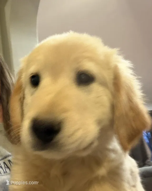 Cooper – Golden Retriever puppy for sale in Pratt, KS