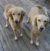 Cooper, a male Golden Retriever for sale in Pratt, KS – Photo 3 of 3