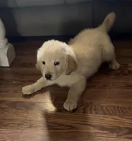 Gus, a male Golden Retriever for sale in Pratt, KS – Photo 2 of 6