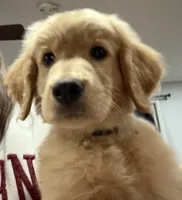 Gus, a male Golden Retriever for sale in Pratt, KS – Photo 3 of 6