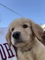 Gus, a male Golden Retriever for sale in Pratt, KS – Photo 4 of 6
