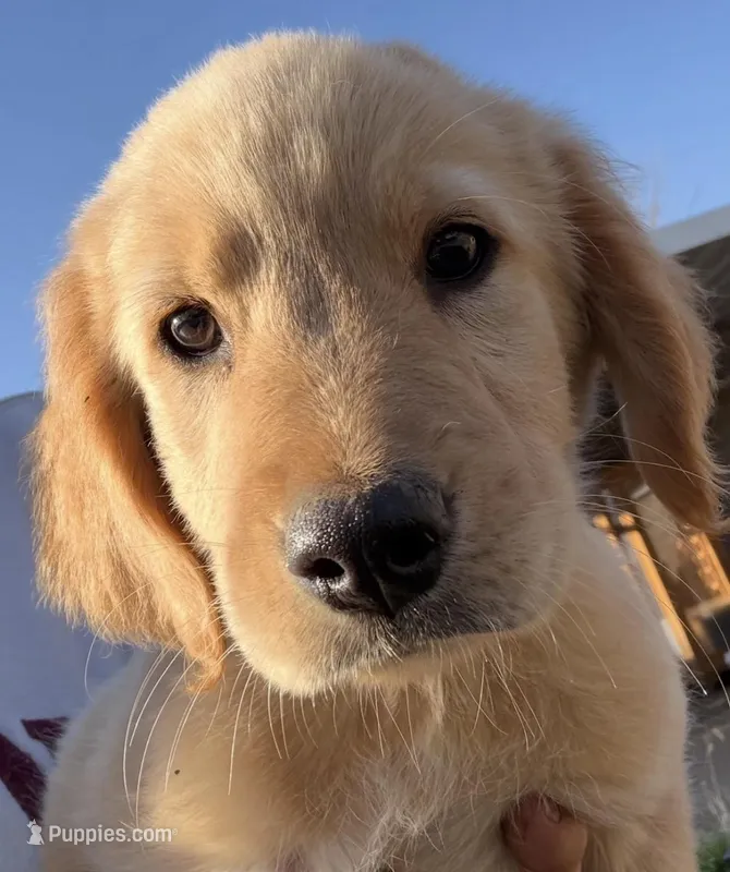 Honey – Golden Retriever puppy for sale in Goddard, KS