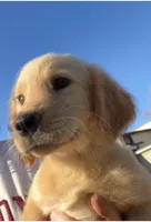 Honey, a female Golden Retriever for sale in Goddard, KS – Photo 2 of 4