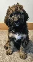 Monty, a male Bernedoodle for sale in Blue River, CO – Photo 1 of 2