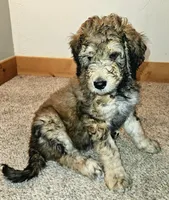 Vanny, a female Bernedoodle for sale in Blue River, CO – Photo 2 of 2