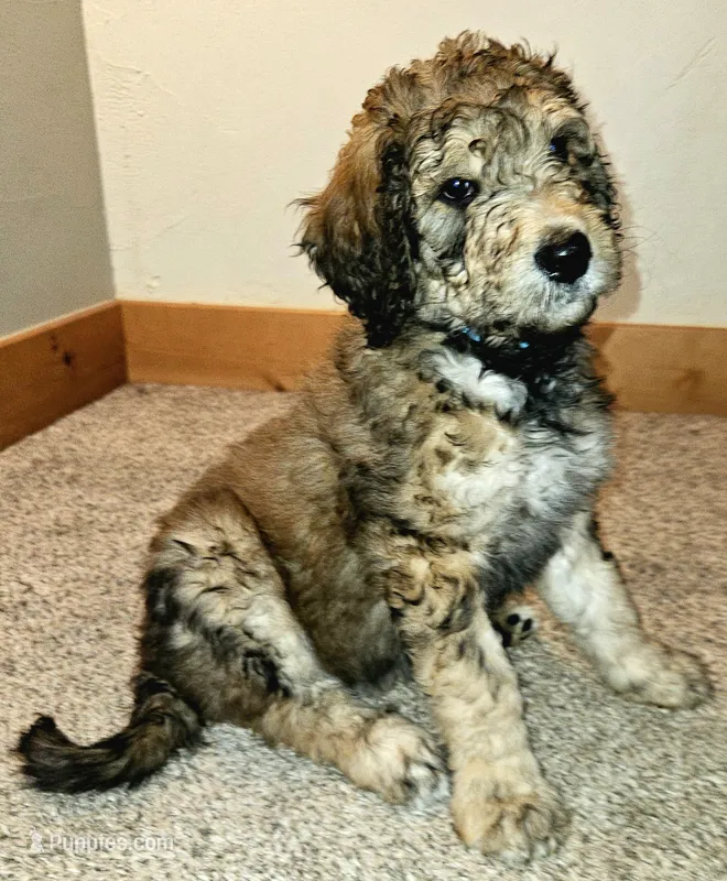 Vanny – Bernedoodle puppy for sale in Blue River, CO