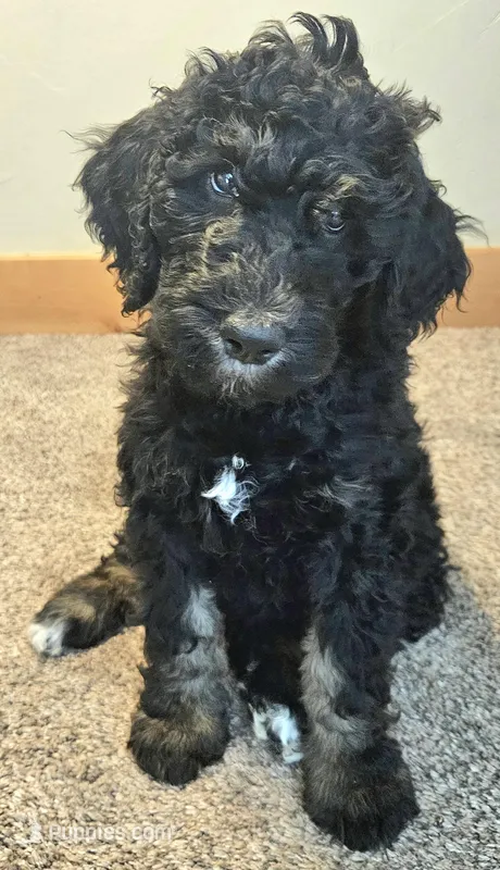 Luna – Bernedoodle puppy for sale in Blue River, CO