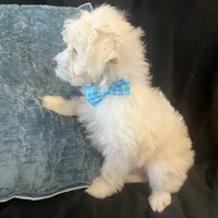 Lewis, a male Maltipoo for sale in Rockmart, GA – Photo 2 of 4