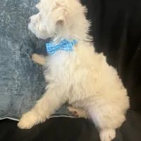 Lewis, a male Maltipoo for sale in Rockmart, GA – Photo 3 of 4