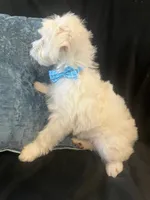 Lewis, a male Maltipoo for sale in Rockmart, GA – Photo 3 of 4