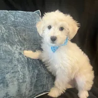 Lewis, a male Maltipoo for sale in Rockmart, GA – Photo 1 of 4