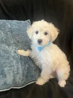 Lewis, a male Maltipoo for sale in Rockmart, GA – Photo 1 of 4