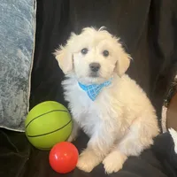 Lewis, a male Maltipoo for sale in Rockmart, GA – Photo 4 of 4