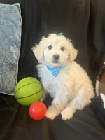 Lewis, a male Maltipoo for sale in Rockmart, GA – Photo 4 of 4