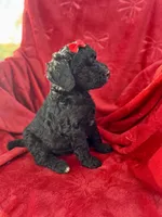 Merry, a female Miniature Aussiedoodle for sale in Rockmart, GA – Photo 3 of 3