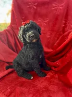 Merry, a female Miniature Aussiedoodle for sale in Rockmart, GA – Photo 1 of 3