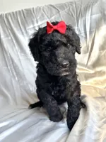 Merry, a female Miniature Aussiedoodle for sale in Rockmart, GA – Photo 2 of 3