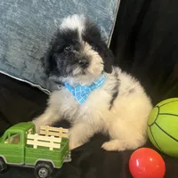 Tonka, a male Maltipoo for sale in Rockmart, GA – Photo 3 of 5