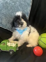 Tonka, a male Maltipoo for sale in Rockmart, GA – Photo 3 of 5