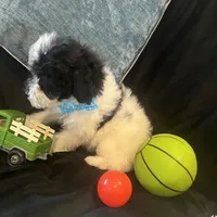 Tonka, a male Maltipoo for sale in Rockmart, GA – Photo 4 of 5