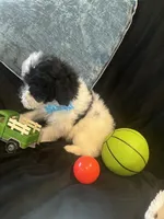 Tonka, a male Maltipoo for sale in Rockmart, GA – Photo 4 of 5