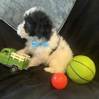 Tonka, a male Maltipoo for sale in Rockmart, GA – Photo 2 of 5