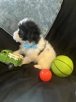 Tonka, a male Maltipoo for sale in Rockmart, GA – Photo 2 of 5