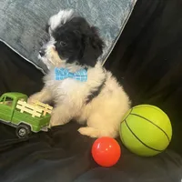 Tonka, a male Maltipoo for sale in Rockmart, GA – Photo 1 of 5
