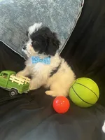 Tonka, a male Maltipoo for sale in Rockmart, GA – Photo 1 of 5