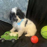 Tonka, a male Maltipoo for sale in Rockmart, GA – Photo 5 of 5