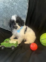 Tonka, a male Maltipoo for sale in Rockmart, GA – Photo 5 of 5