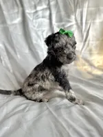 Tiny, a female Miniature Aussiedoodle for sale in Rockmart, GA – Photo 2 of 3
