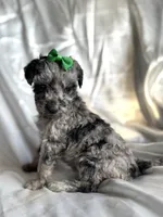 Tiny, a female Miniature Aussiedoodle for sale in Rockmart, GA – Photo 3 of 3