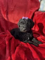 Candy, a female Miniature Aussiedoodle for sale in Rockmart, GA – Photo 2 of 2