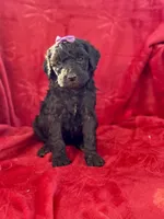 Candy, a female Miniature Aussiedoodle for sale in Rockmart, GA – Photo 1 of 2