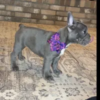 Marvel, a female French Bulldog for sale in Mosca, CO – Photo 2 of 3